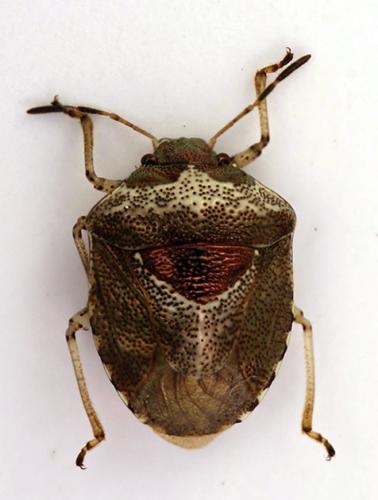 Réf. 203 039 : Stagonomus venustissimus